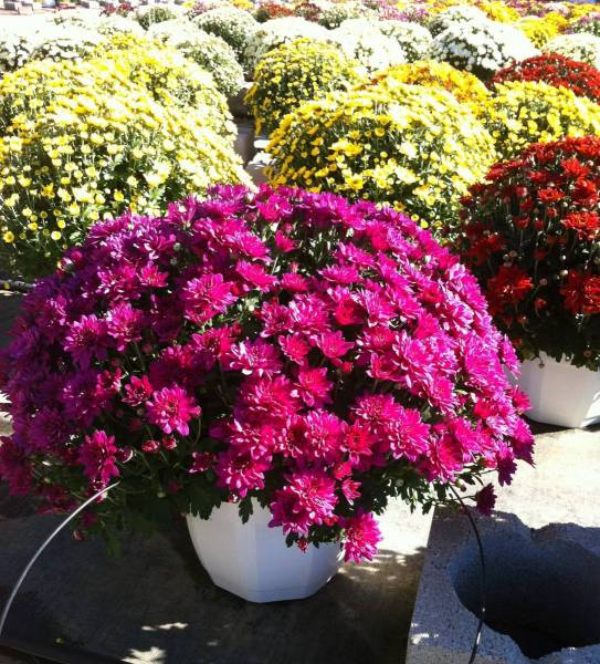 Chrysanthèmes Ma Ferme Eguilles