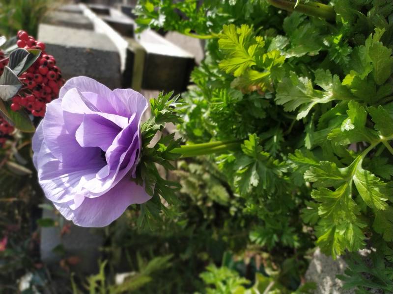 pepiniere à aix en provence