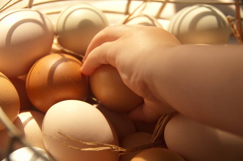 oeufs frais du jour bio à Aix en Provence