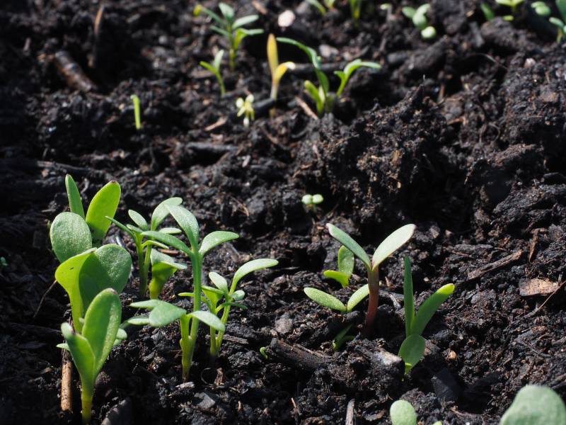 Terreau de qualité pour plants potager à Aix en provence